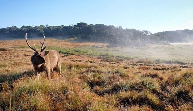 Trekking nel Parco Nazionale di Horton Plains