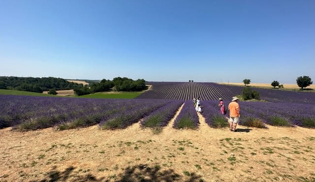 Excursión privada de un día a Manosque, Valensole, Moustiers Ste Marie y el lago Ste Croix desde Aviñón