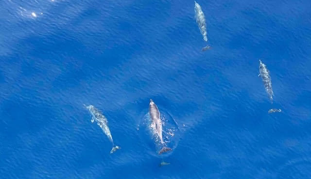 Depart Saint Raphaël: Meet the Dolphins