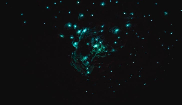 Te Anau Glowworm Caves