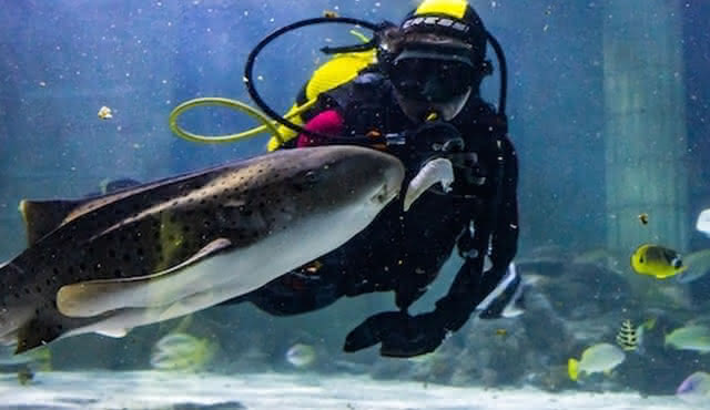 SEA LIFE Porto: Entry Ticket