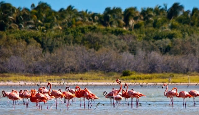 Flamingo Island — Laguna Oviedo