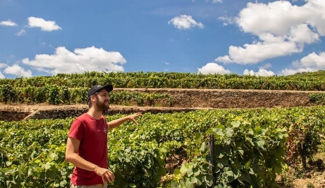 Douro Valley Tour with Lunch, Wine Tasting, and Cruise