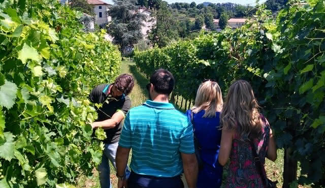 From Abano Montegrotto, Wine Tour in the Euganean Hills
