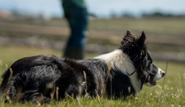 Wicklow & Glendalough: Tour from Dublin
