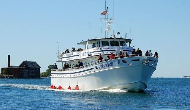 Whale Watching Tour in Gloucester