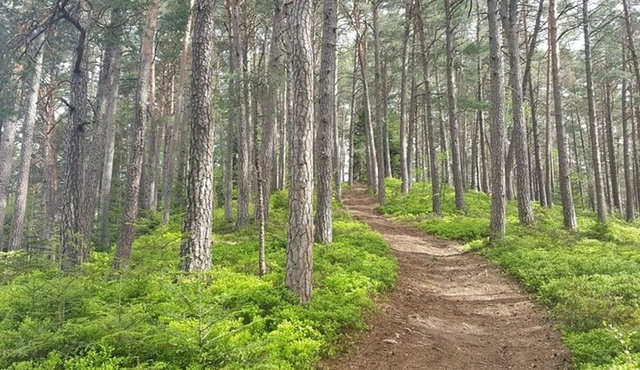 Selva Negra: Caminata autoguiada, garganta de Ravenna
