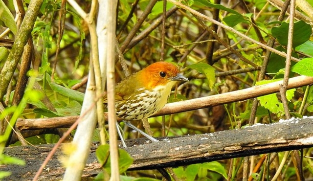 Visite d'observation des oiseaux dans la réserve de Giron et Yunguilla Jocotoco au départ de Cuenca