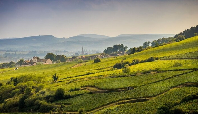 Côte de Beaune Halbtägige Weintour ab Dijon