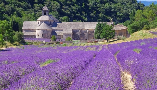 Lavande en Provence Tour Journée depuis Avignon