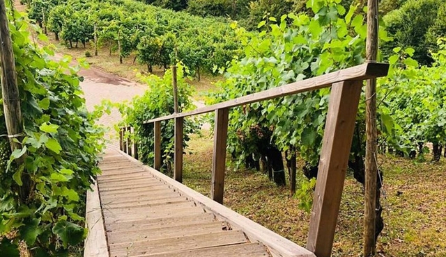 Tour privado de Prosecco por Venecia o Treviso
