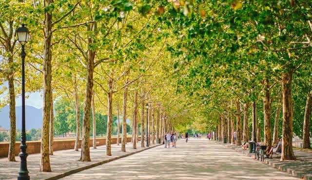 Montecatini Full‐Day Pisa, Lucca Tour