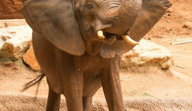 Zoo Atlanta: Entry Ticket