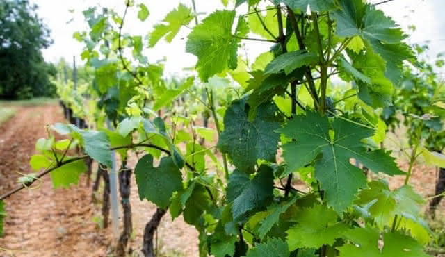 Wine experience with lunch or dinner in a farm vineyard