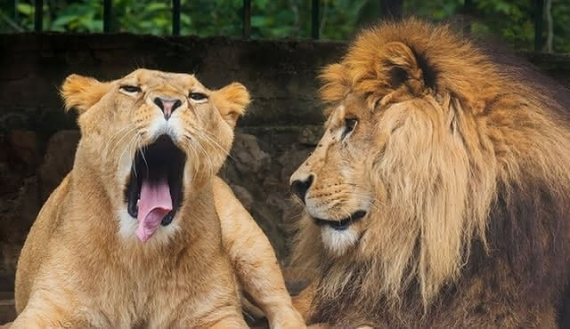 Lebanon Animal Petting & Feeding Zoo, da Beirut