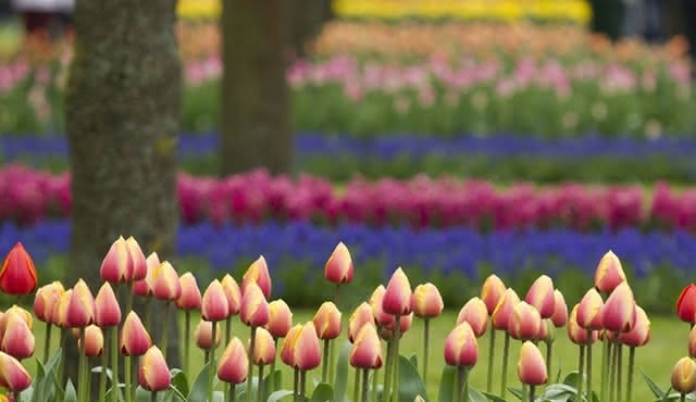 Skip‐the‐Line Keukenhof Ticket with Transfer
