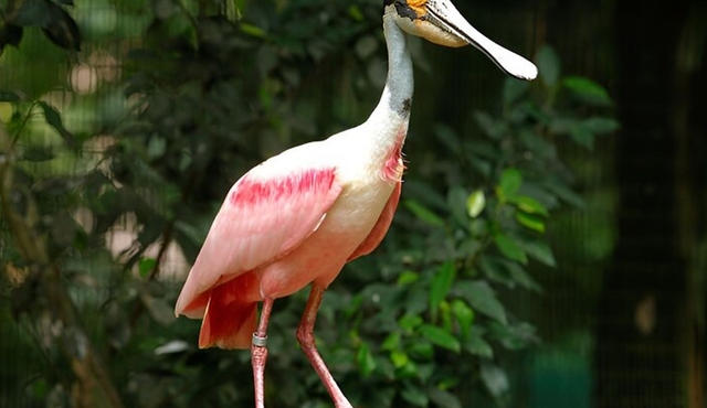 Billet d'entrée Singapore Bird Paradise