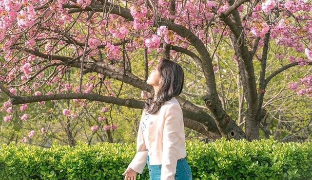 Seoul King Cherry Blossom Trail One Day Tour from Seoul