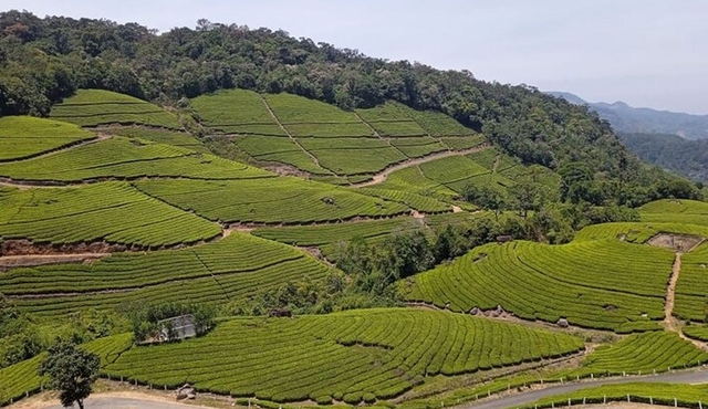 Sandal Wood & Besichtigungstour (Munnar Valley Trekking & Tours)