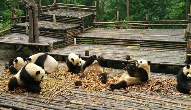 Halbe Tag Morgenreise von Chengdu Giant Pandas
