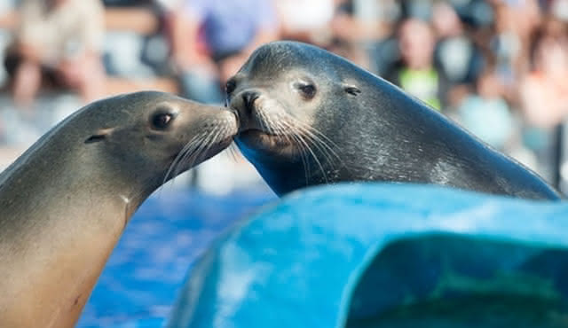 Marineland Mallorca : Billet coupe‐file