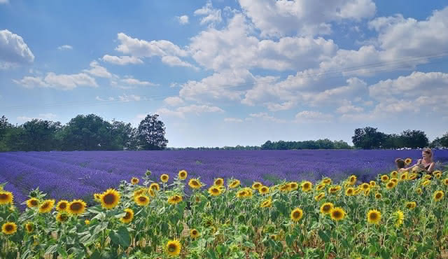 Luberon Villages Private Half‐Day Tour From Arles