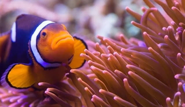 SEA LIFE Munich: Entry Ticket