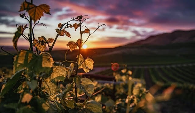 Tour audio con degustazione di vini — Contea di Amador CA