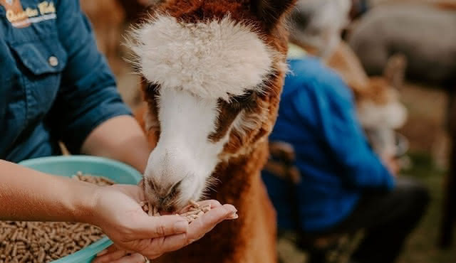 Esperienza di incontro e saluto con alpaca a Peterborough