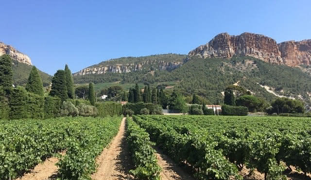 Tour del vino di mezza giornata a Bandol e Cassis da Aix en Provence