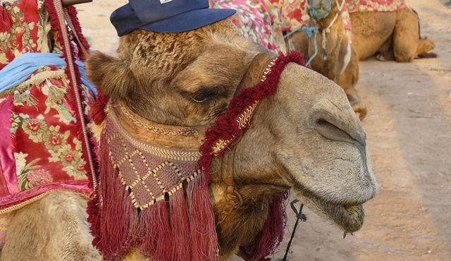 camel Agadir