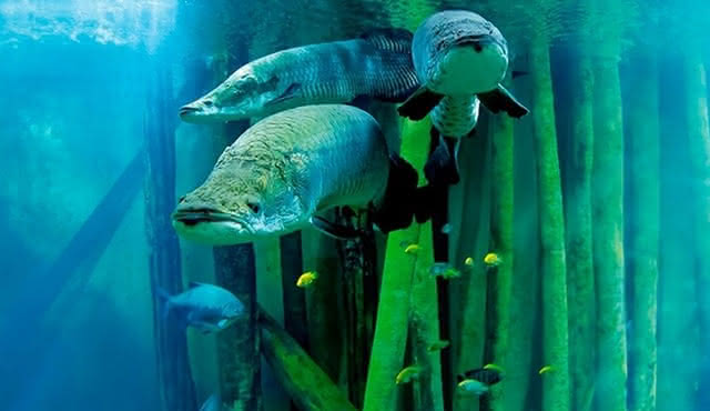 Zaragoza Aquarium Admission Ticket