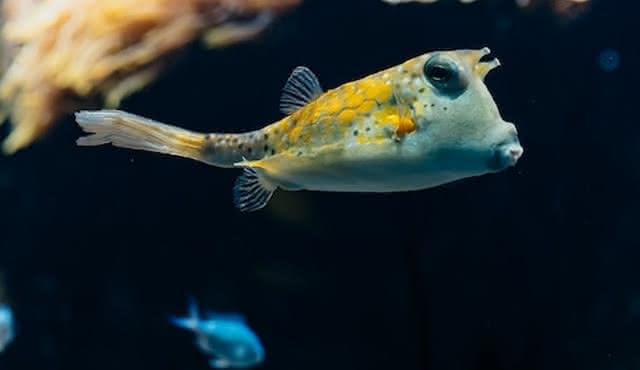 Aquarium of Lyon