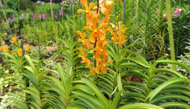 Entradas National Orchid Garden Singapore
