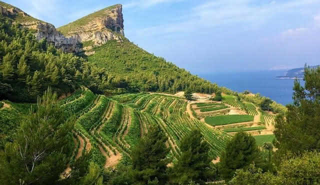 Full‐day Wine Tour around Bandol & Cassis from Marseille