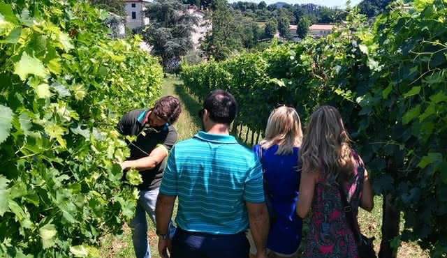 From Padua, Wine Tour in the Euganean Hills