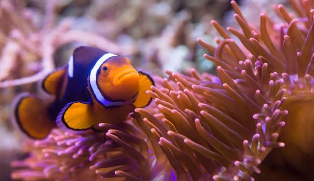 SEA LIFE Munich: Entry Ticket
