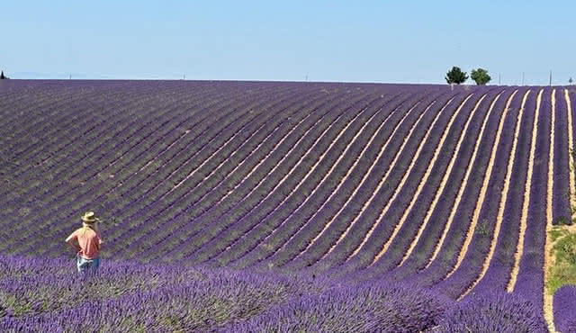 Excursión privada de un día para grupos pequeños a Manosque, Valensole, Moustiers Ste Marie y Lake Ste Croix