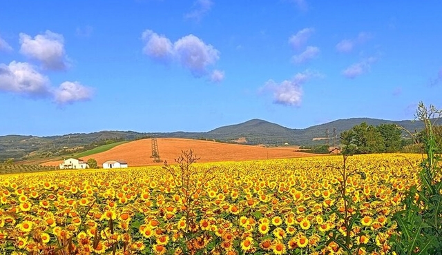 Chianti Tour with Siena, Monteriggioni, and Wine Tasting Lunch