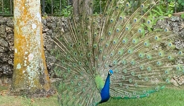 Visite de Miami