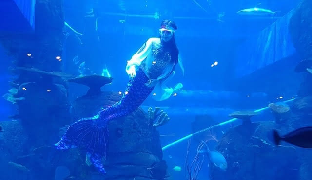 Halbtagestour Jakarta Aquarium und Pantai Indah Kapuk Jakarta